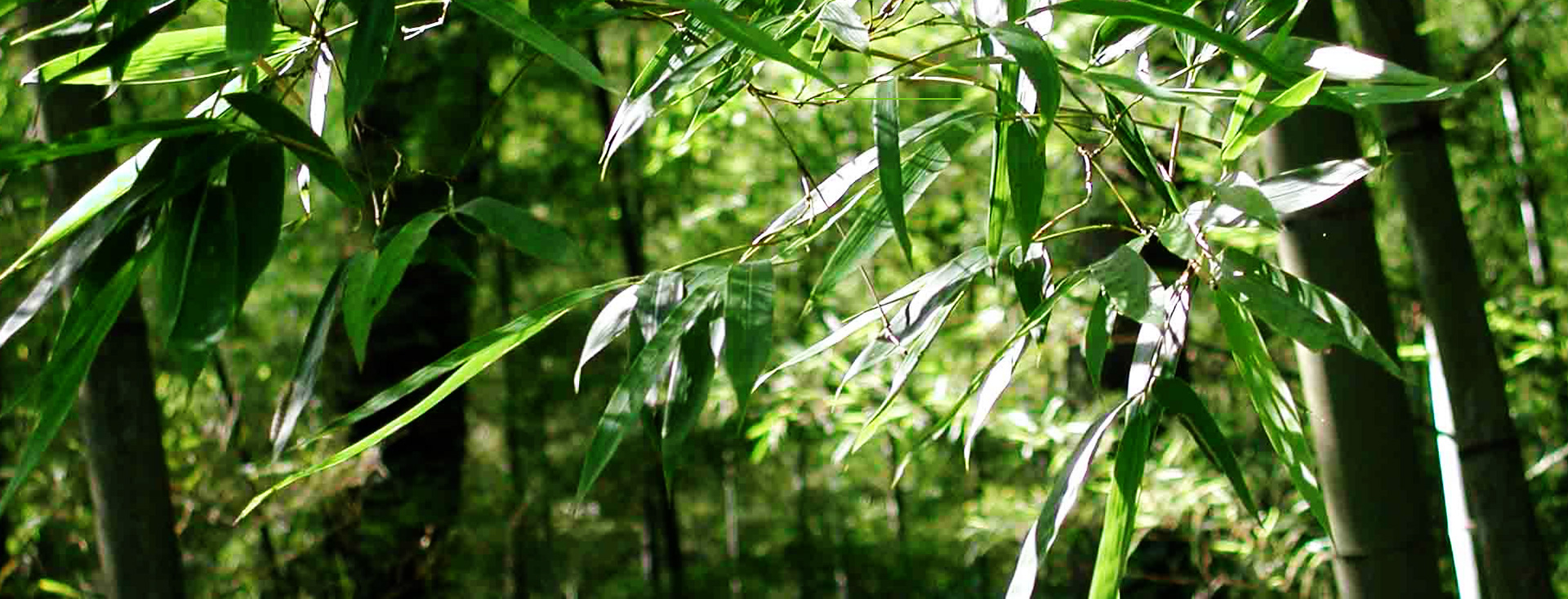 發(fā)現(xiàn)和恩竹刨切板，竹多層板，竹家具板，竹集成材及更多